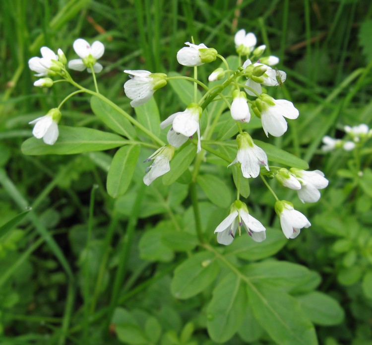 Cardamine amara (Brassicaceae)